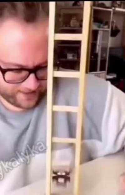 Kedi + merdiven =