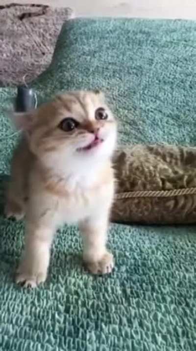 he roar!