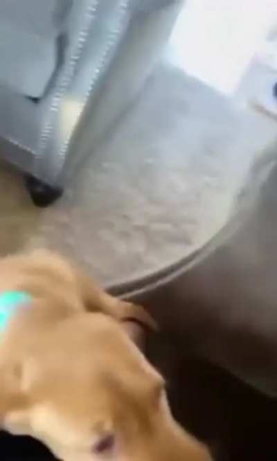Puppy Scooby