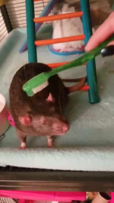rarepuppers