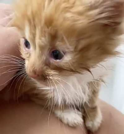 cheeto&rsquo;s roar! (before anyone comments, her eyes are red and irritated from the eye drops I just gave her)