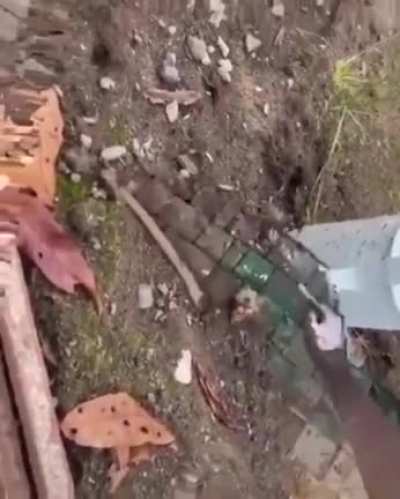 nifty skateboard