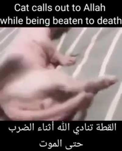 Halal cat