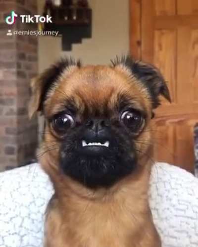 CEO of Derp