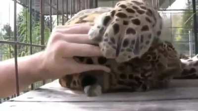 🔥 Kitty will be a kitty no matter the size