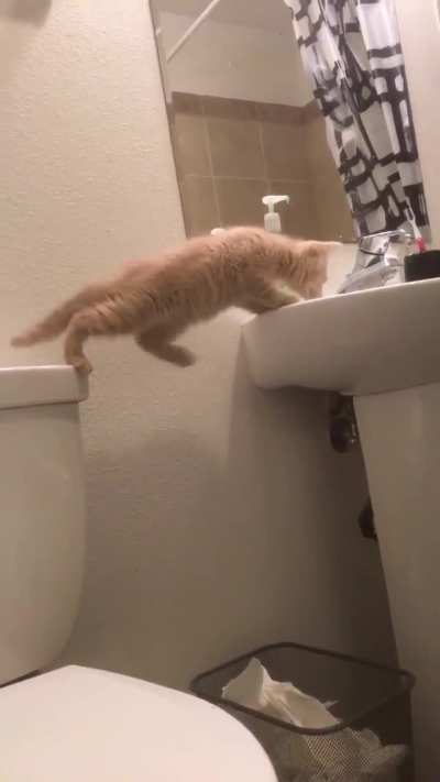 Kitty causes scream