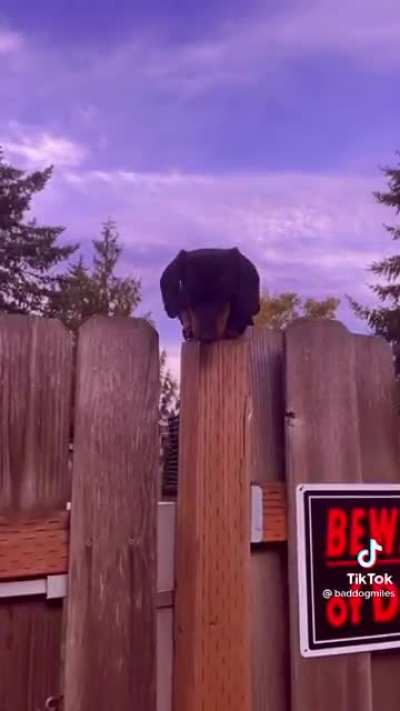Scary guard dog