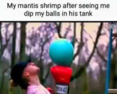 Mantice shrmp