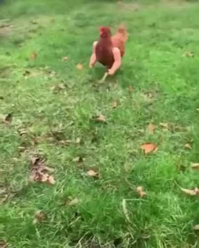 To be a chicken with arms
