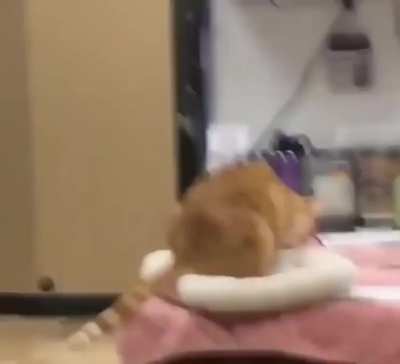 Самостоятельный котан
