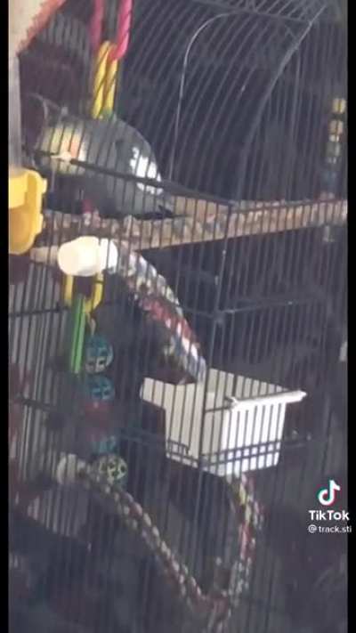 playbird carti
