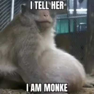 monke forever