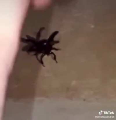 Beetle