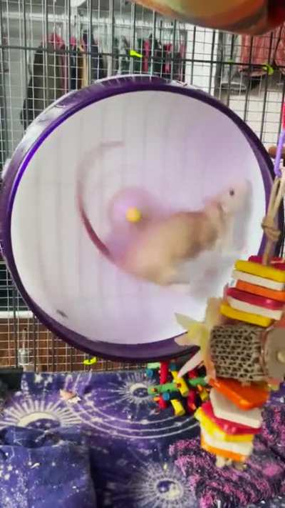 Ravioli&rsquo;s Big Hops