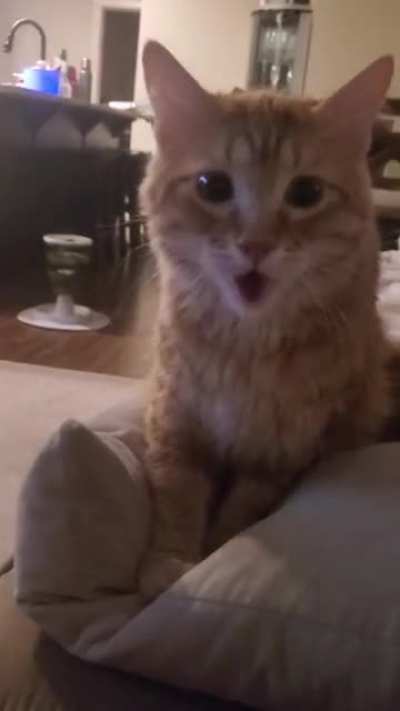 Leo panting like a doggy