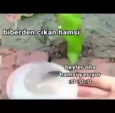 Yalan mı hepsi ger&ccedil;ek
