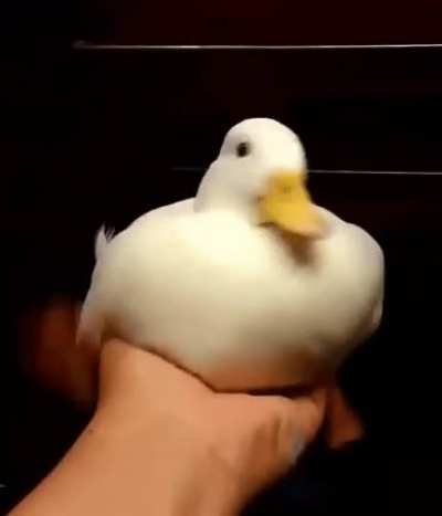 Thanks, I love this duck doing a rapid quick