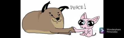 Makes me wanna cry thinking about the cat war.