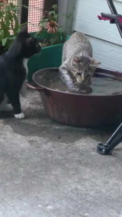 MEOW_IRL
