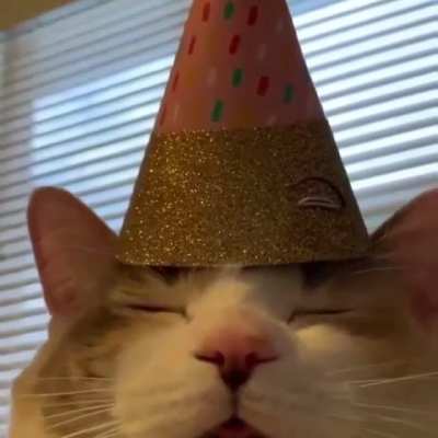 Gato :D