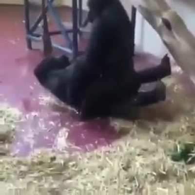Some Smooth Gorillas out here