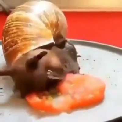 connoisseur