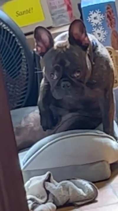 What is this dog doing...
