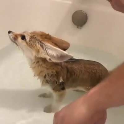 Calm boi
