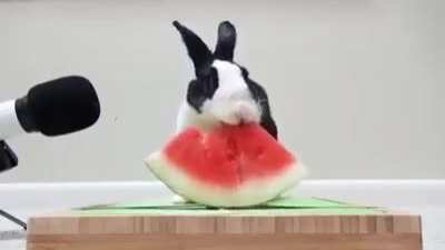 Hungry bunny