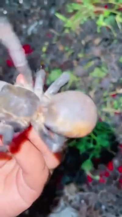 Арахнофобы тут?
