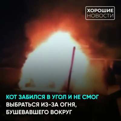 В Приамурье пожарные спасли из огня четверых детей и сурового кота