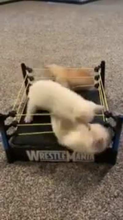 A bet on a kitten in the left corner of the ring, or in the right?
