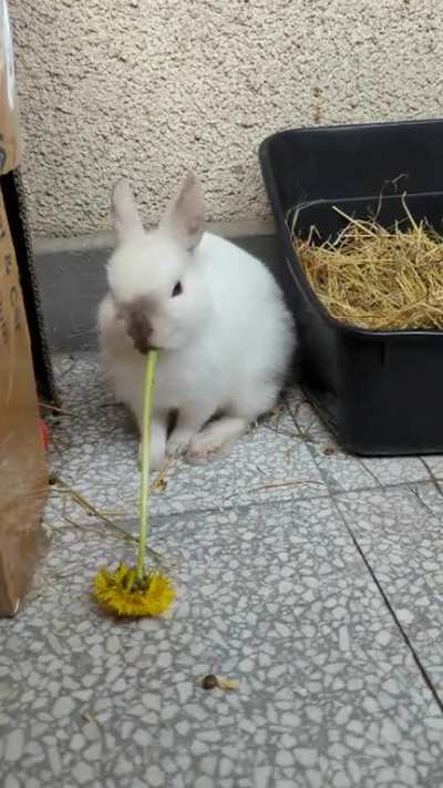Shiatsu making a huge dandelion dissappear 