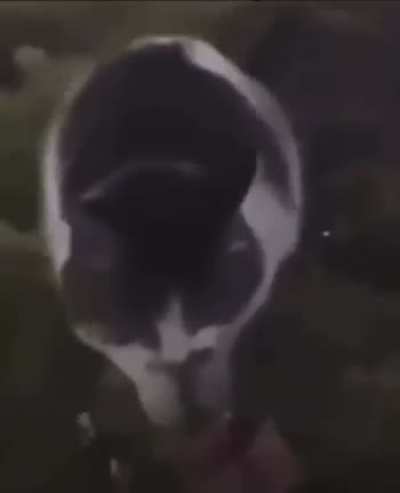 Cuiden a los animales mierda