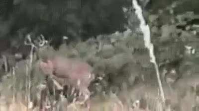 Fight!