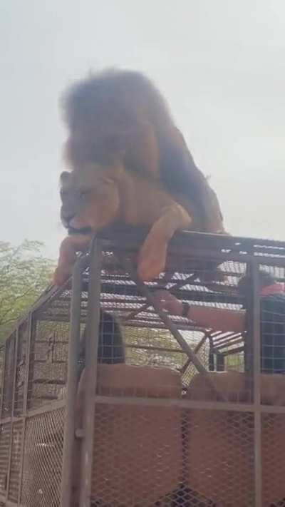 Meanwhile while on safari.....