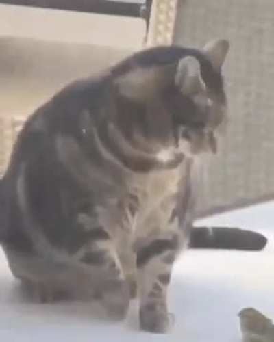 Fat Cat