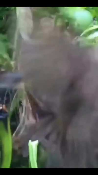 She protect her eggs with her body, and then male arrived on Time.
