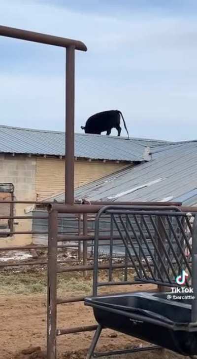 How do cows get themselves into these situations?