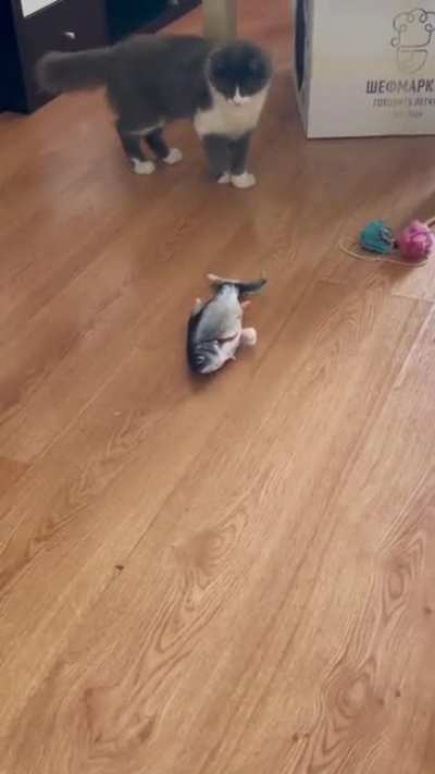 What the&hellip;fish?!