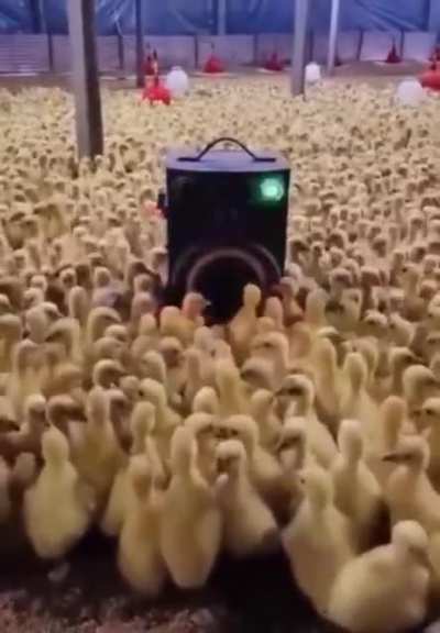 Meanwhile in the farm