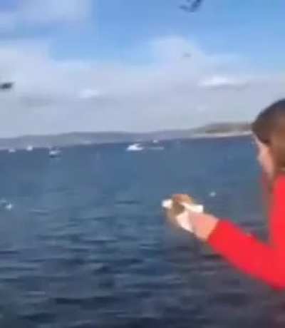 Martılari Iphone ile beslemek
