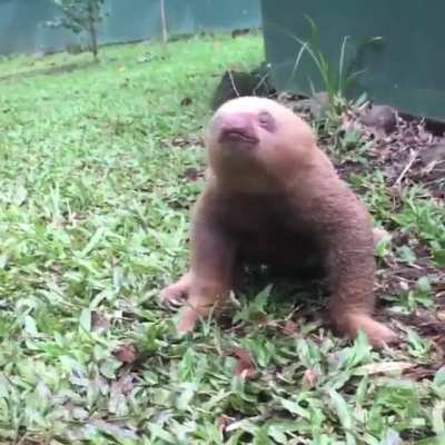 baby sloth