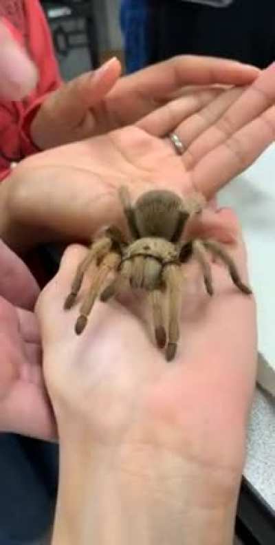 My entomology professor brought her Arizona Blonde to class, I&rsquo;m in love!