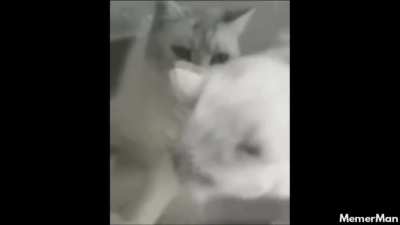 Gato tem osso n&atilde;o?