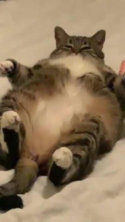 My friend&rsquo;s cat in her full glory
