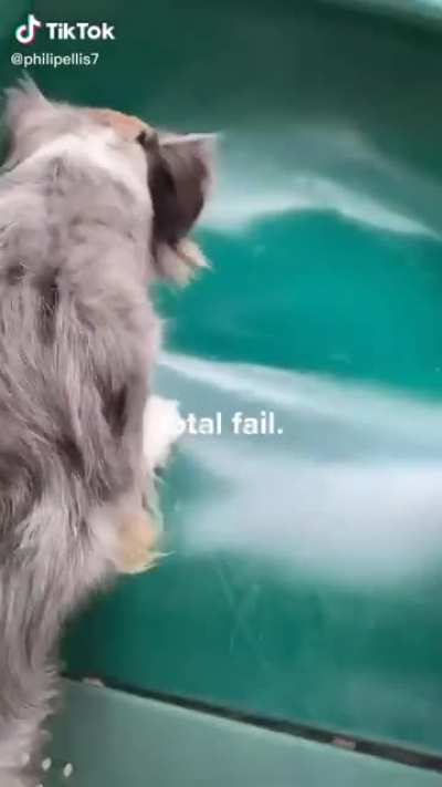 WCGW Helping your dog get on a slide