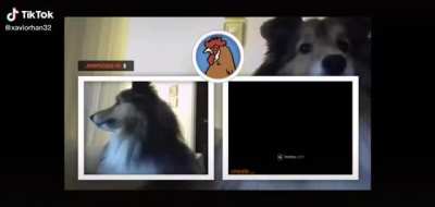Cute dog