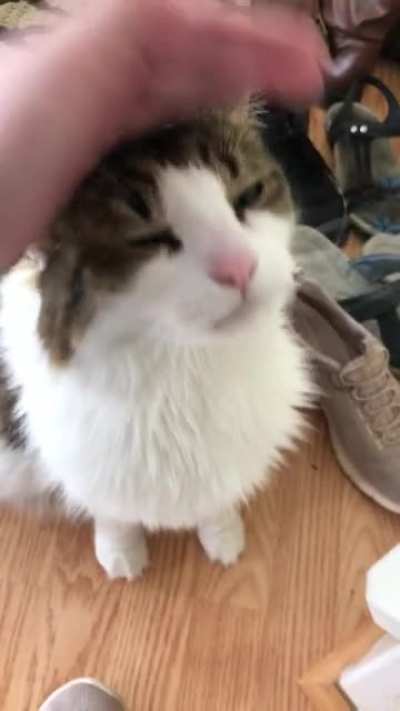 He yells when he&rsquo;s happy, he yells when he&rsquo;s sad, he yells when he&rsquo;s hungry, he yells when he&rsquo;s mad. For no reason at all (at least that we can tell), our loudmouth cat Hinchcliffe just likes to yell.