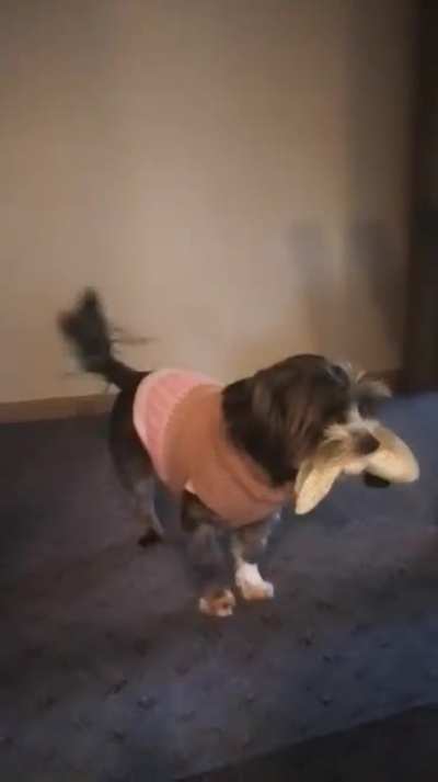 This is Juno! She wanders the house most mornings proudly carrying her bunny.